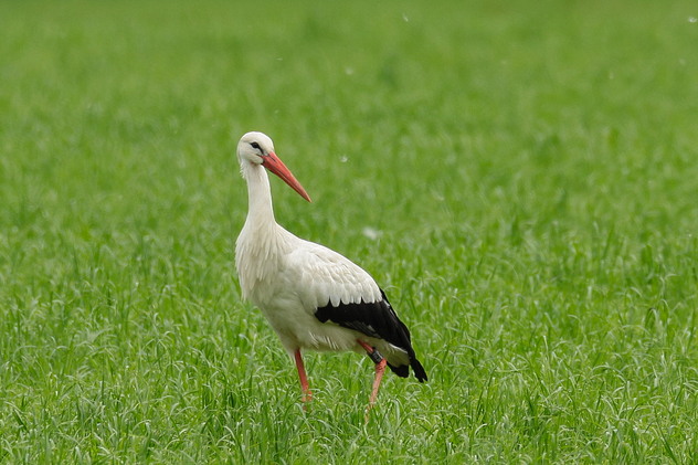 Weißstorch