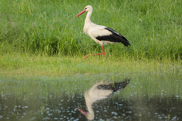 Weißstorch