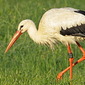 Wei&szlig;storch