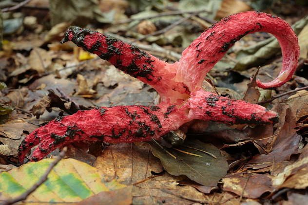Tintenfischpilz