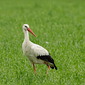 Wei&szlig;storch