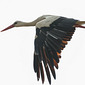 Wei&szlig;storch