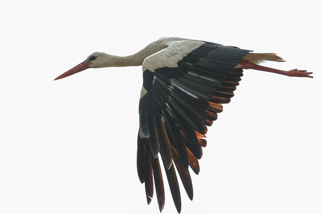 Weißstorch