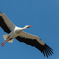 Wei&szlig;storch