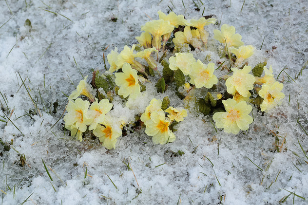 Primel im Schnee