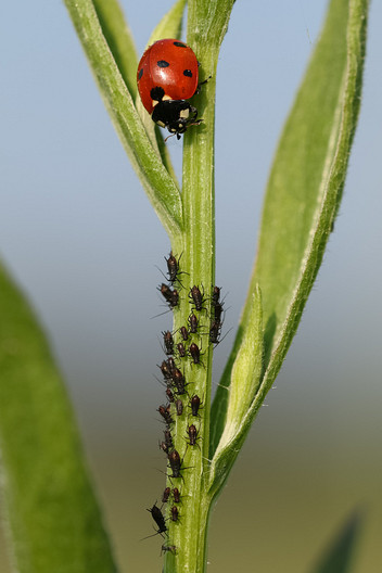 Siebenpunkt Marienkäfer und Blattläuse