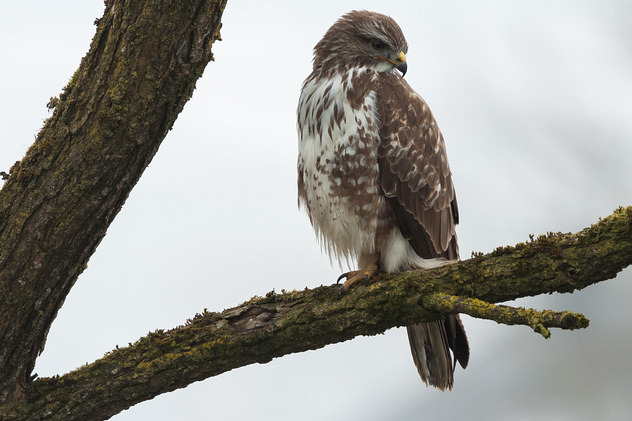 Mäusebussard
