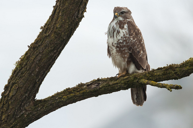 Mäusebussard