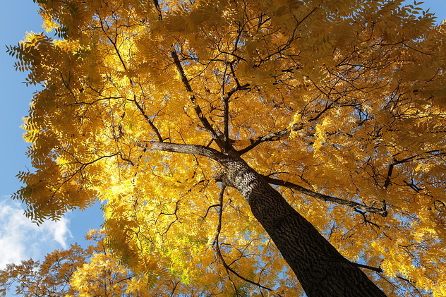 Goldener Oktober