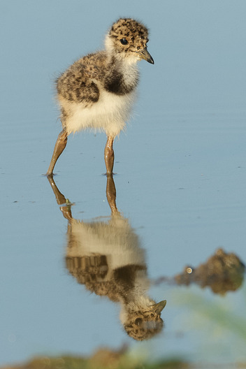 Juveniler Kiebitz