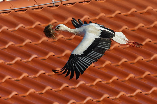 Weißstorch