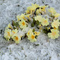 Primel im Schnee