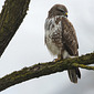 M&auml;usebussard