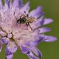 Schmuckbiene