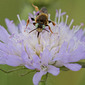 Schmuckbiene