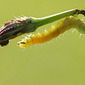 Raupe der Gammaeule