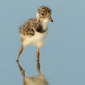 Juveniler Kiebitz