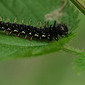 Raupe vom Admiral