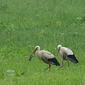 Wei&szlig;storch
