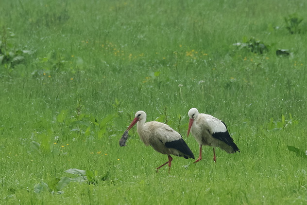 Weißstorch