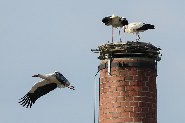Weißstörche in Bad Birnbach