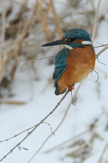 Eisvogel