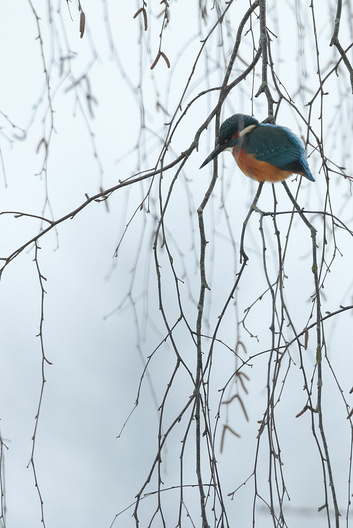 Eisvogel