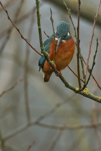 Eisvogel