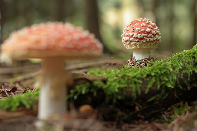 Fliegenpilz