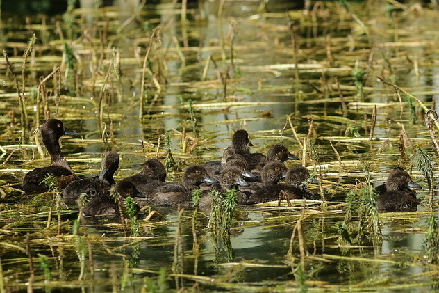 Reiherentenfamilie