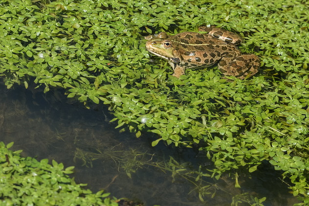 Seefrosch