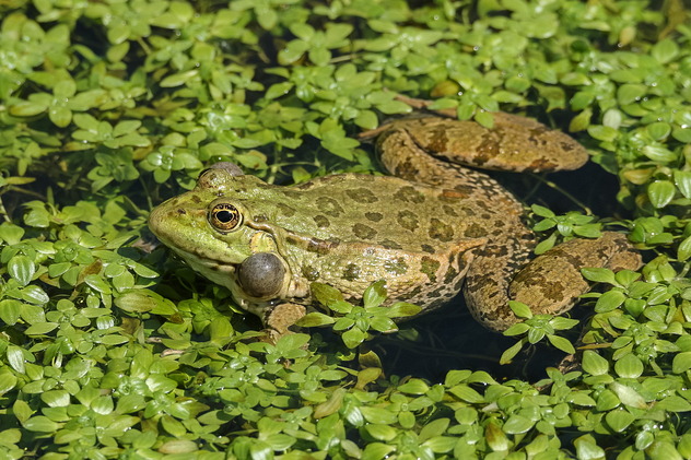 Seefrosch