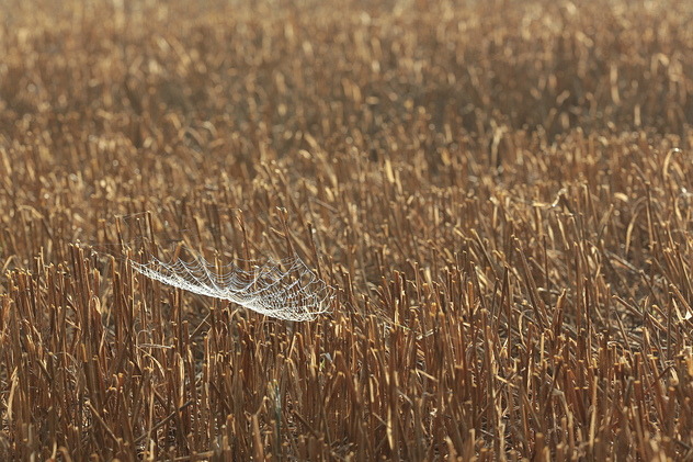 Spinnennetz
