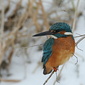 Eisvogel