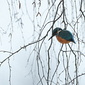 Eisvogel