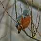 Eisvogel