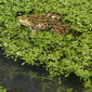 Seefrosch