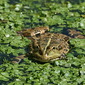 Seefrosch