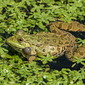 Seefrosch