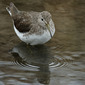 Waldwasserl&auml;ufer