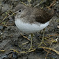 Waldwasserl&auml;ufer