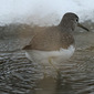 Waldwasserl&auml;ufer