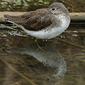 Waldwasserl&auml;ufer