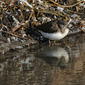 Waldwasserl&auml;ufer