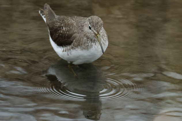 Waldwasserläufer
