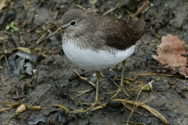 Waldwasserläufer