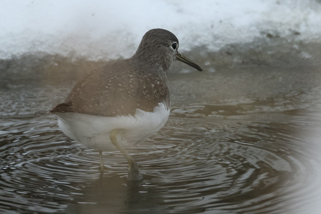 Waldwasserläufer