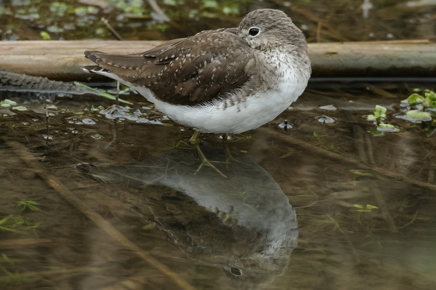 Waldwasserläufer