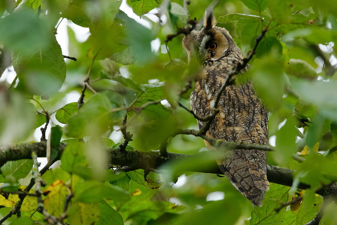Waldohreule