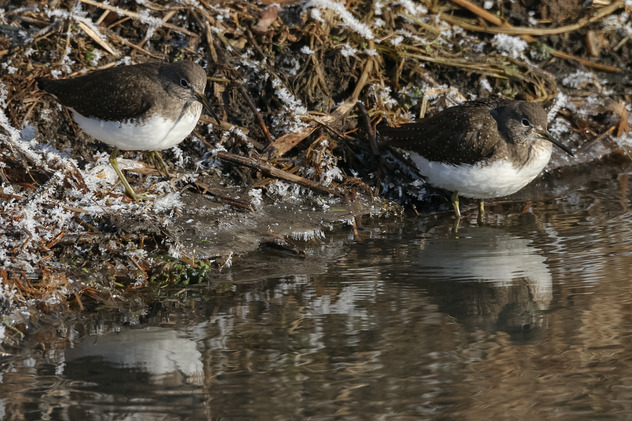 Waldwasserläufer